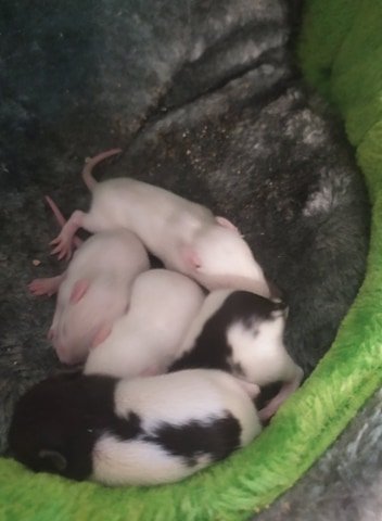 946614784_lesfemelles.jpg.0586f870a5e19e