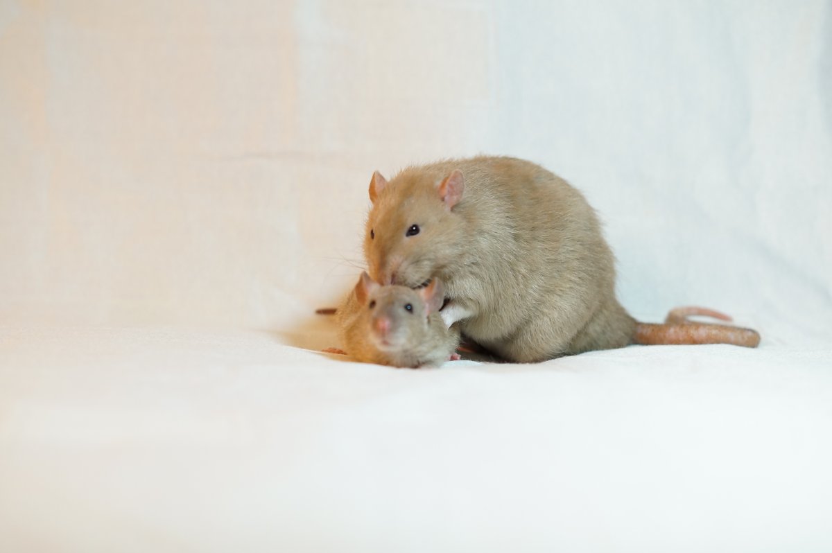 Rats Origami 176.JPG