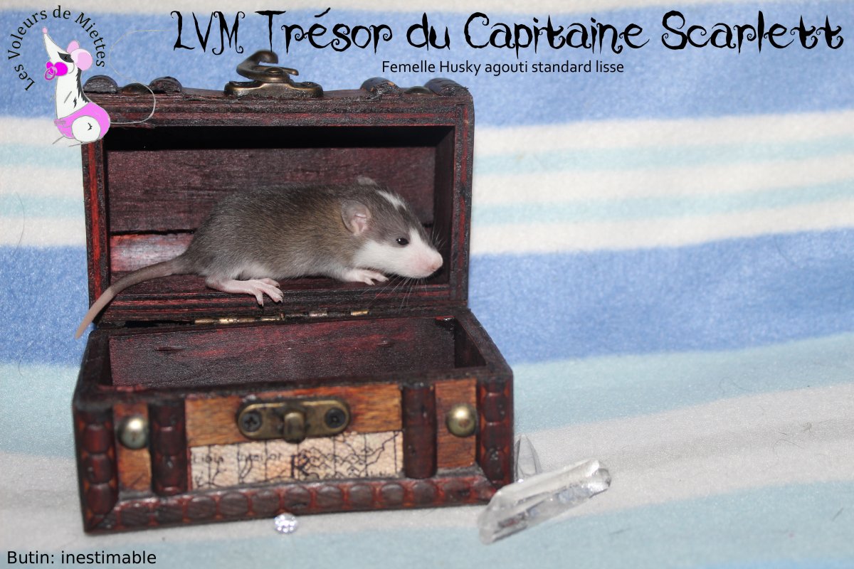 Capitaine Scarlett.JPG