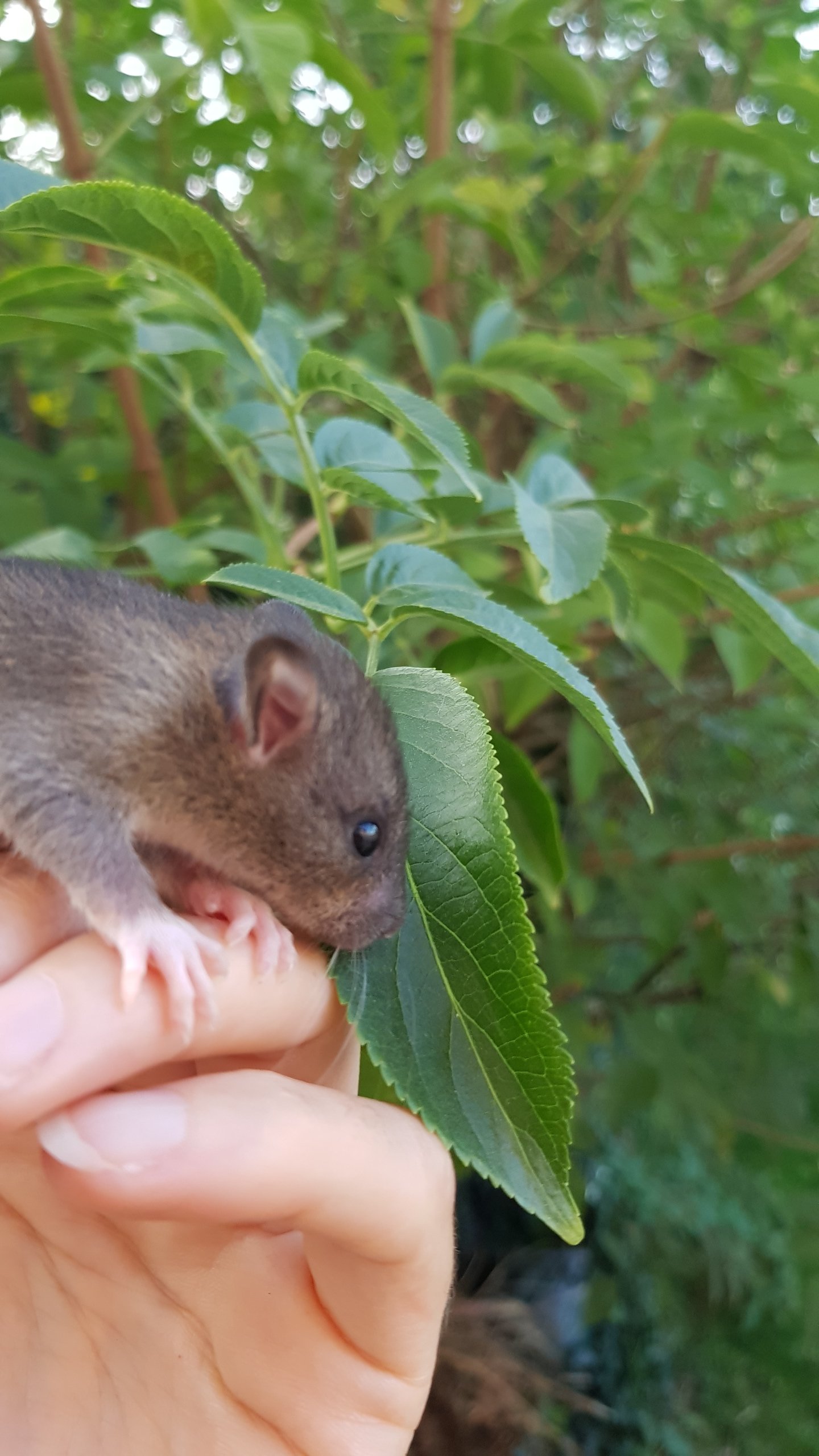 20200917_192011.jpg.86782bdef6f14e602bba