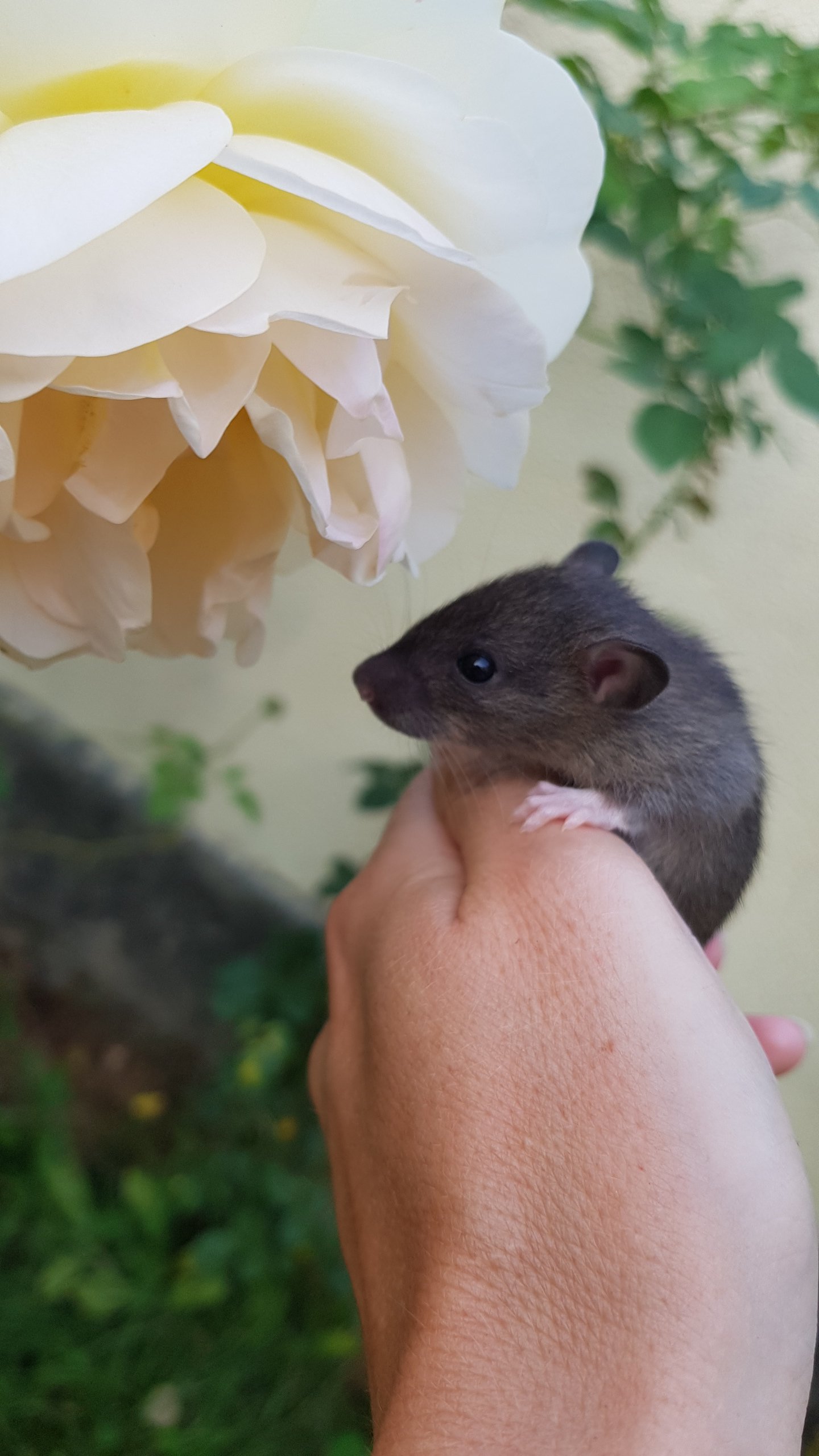 20200917_192945.jpg.a812ca0192aa9fc2bb71