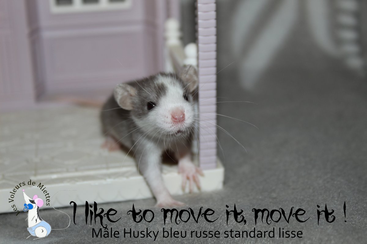 I_like_to_move_it_move_it.JPG