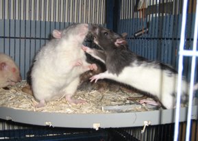 Plus d’informations sur « Le langage des rats »