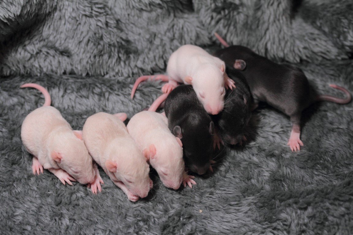 IMG_4389 (Moyen).JPG