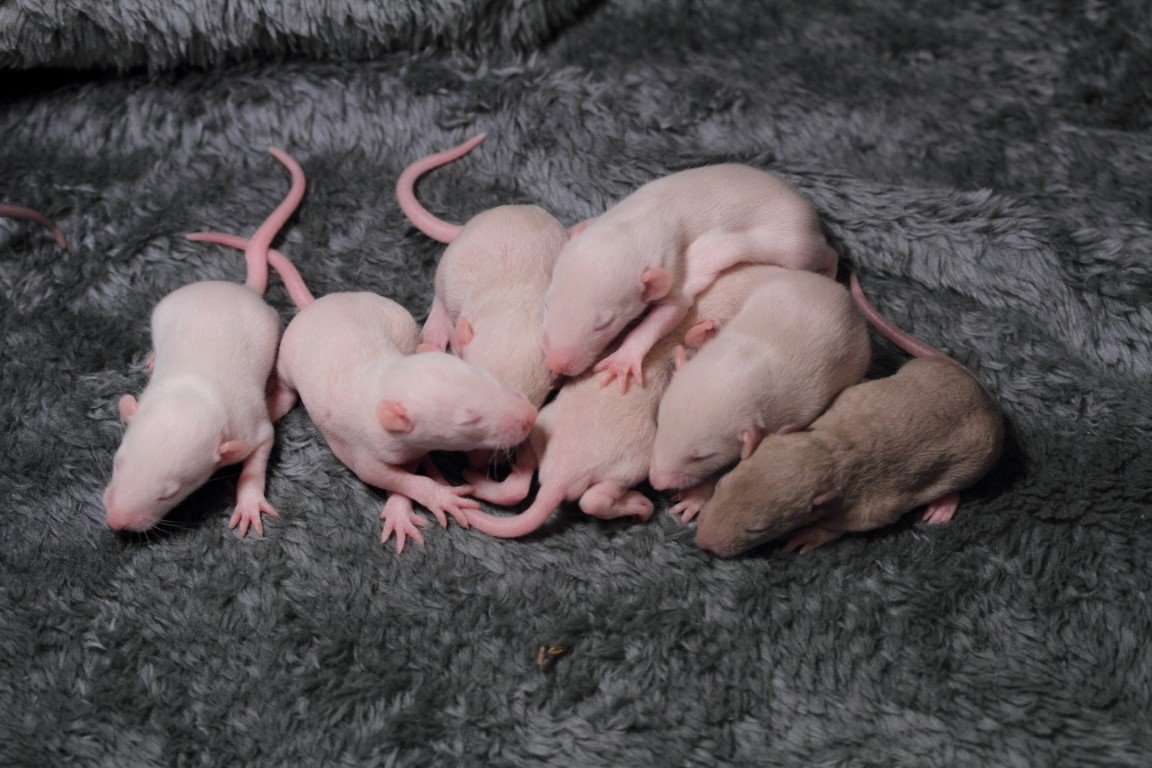 IMG_4382 (Moyen).JPG