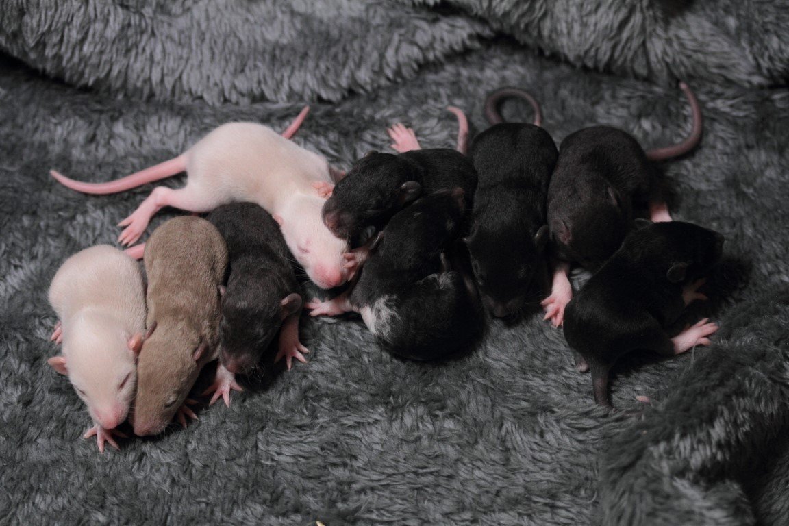 IMG_4393 (Moyen).JPG