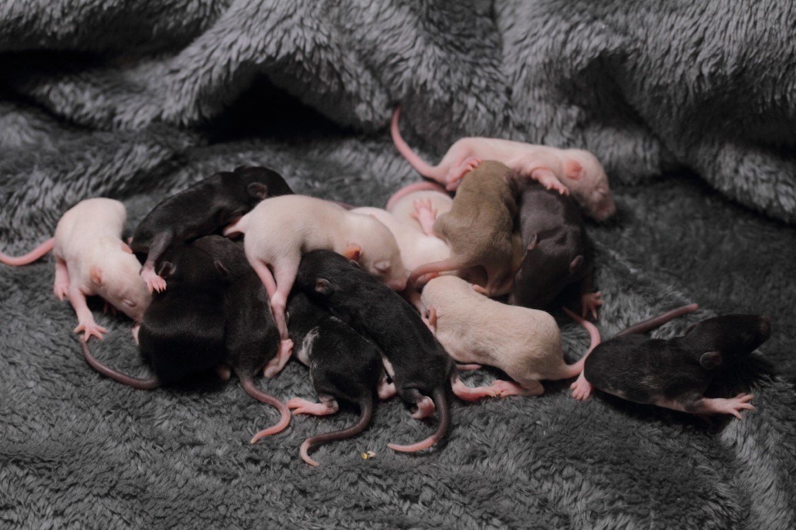 IMG_4377 (Moyen).JPG