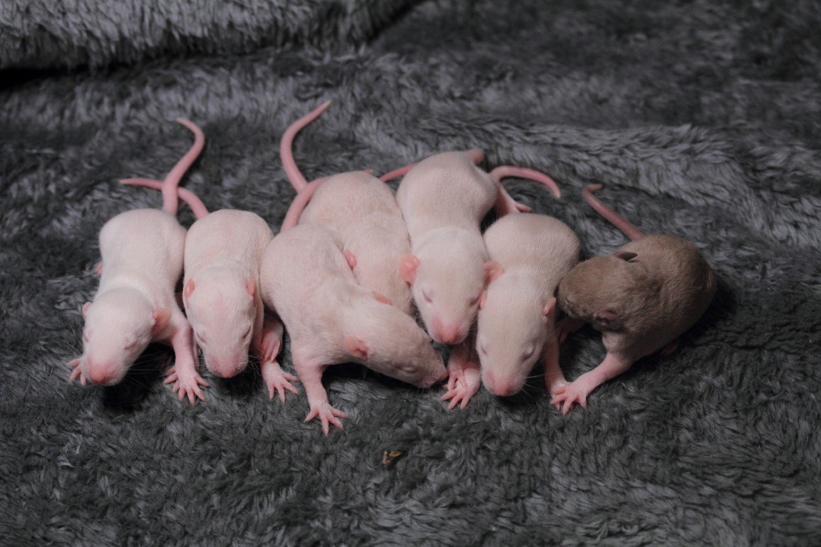 IMG_4380 (Moyen).JPG