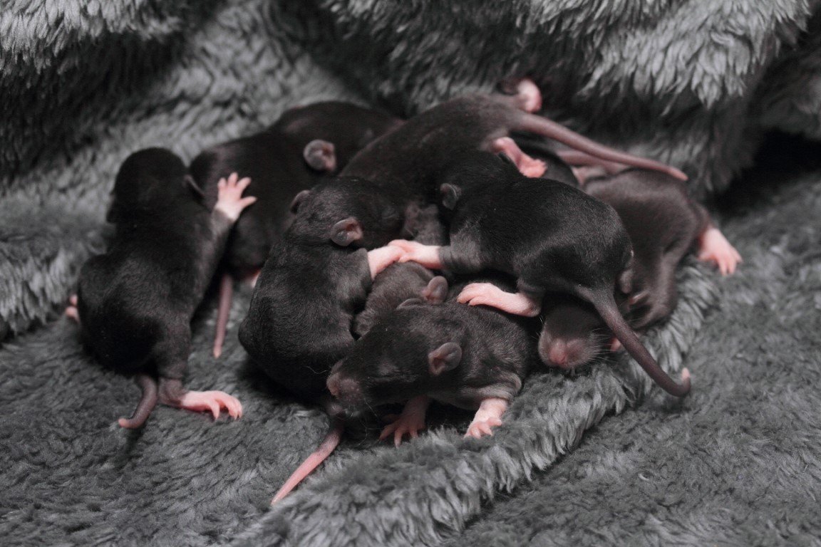 IMG_4383 (Moyen).JPG