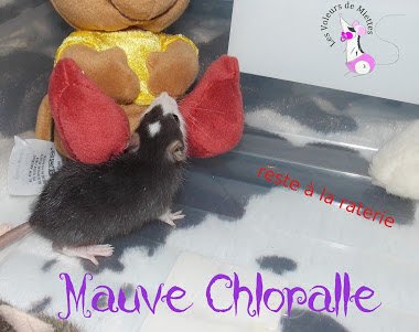 chloralle.JPG