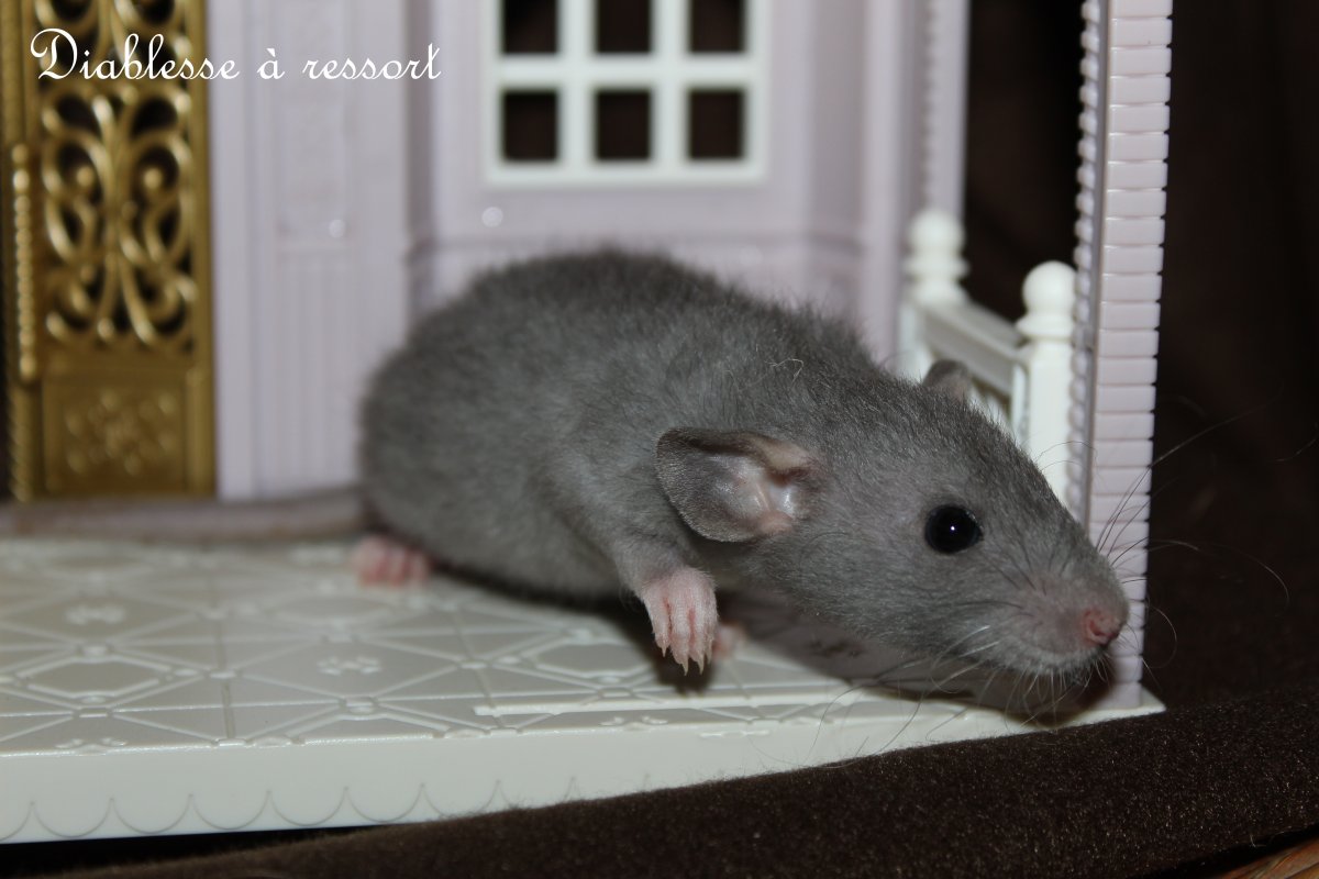 diablesse_à_ressort.JPG