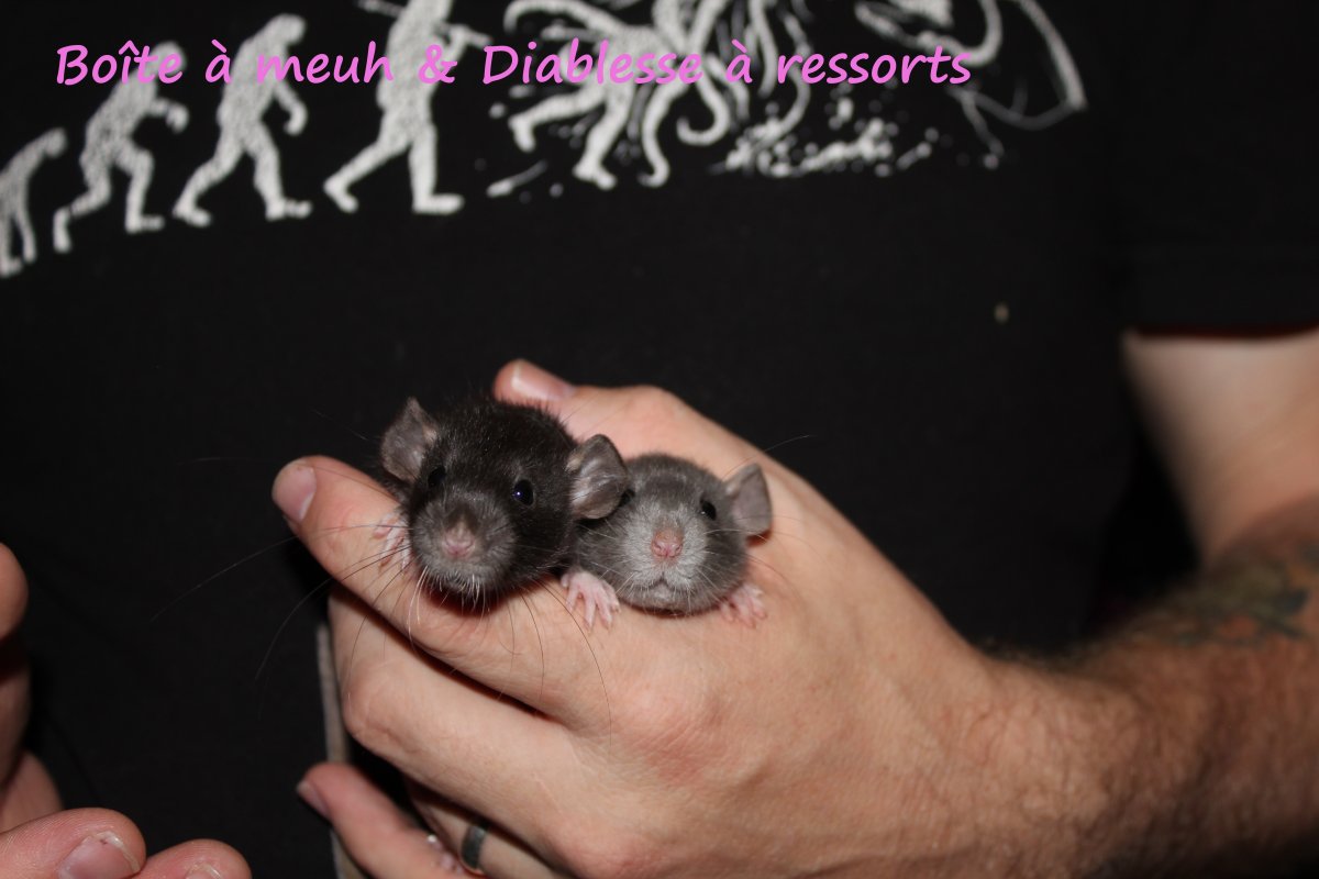 boîte_à_neuh_et_diablesse_à_ressort.JPG