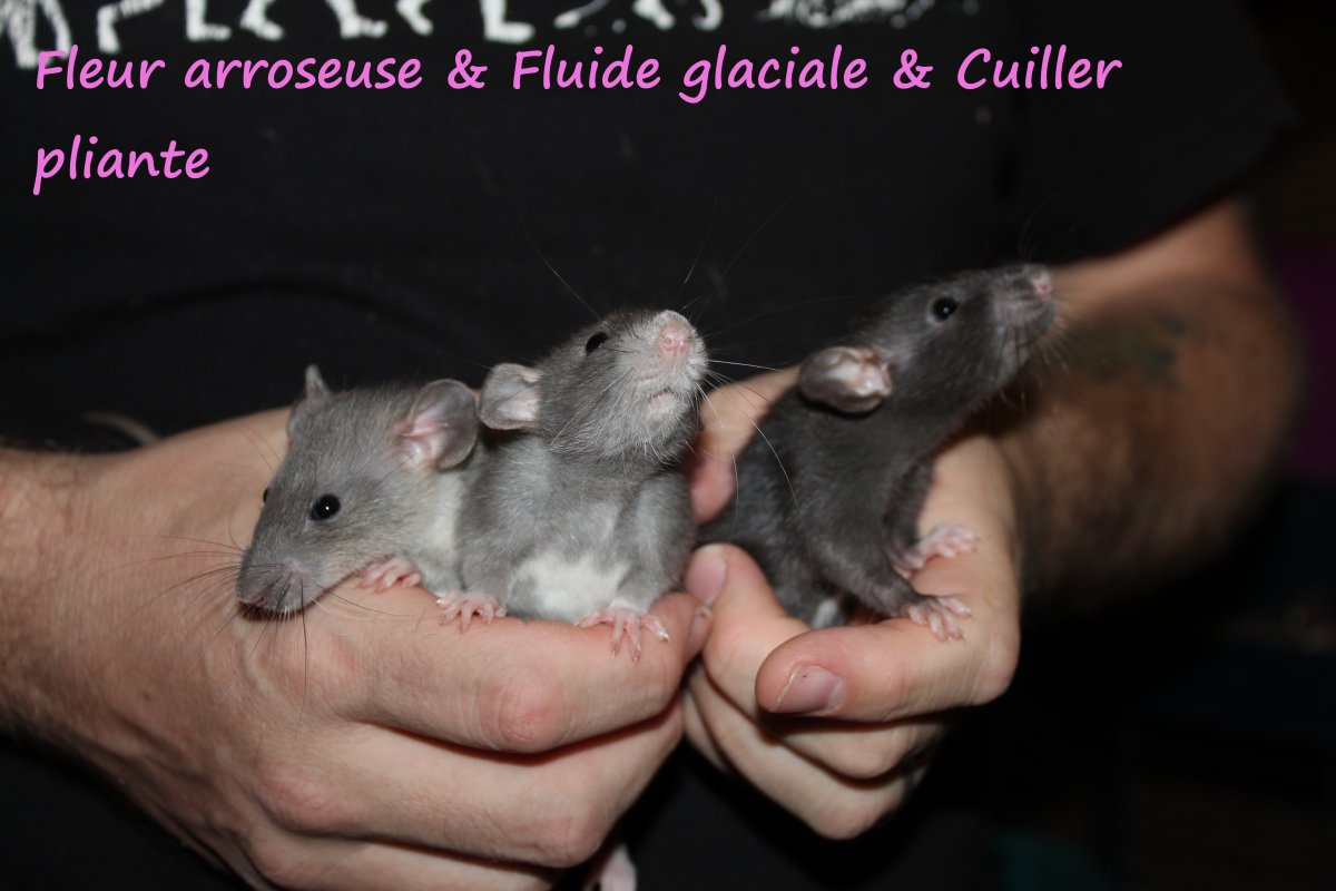 fleur_arroseuse,_fluide_glaciale_et_cuiller_pliante.JPG