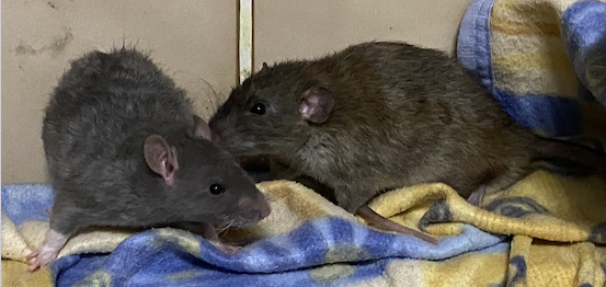 Capture d’écran 2021-11-09 à 08.25.45.png