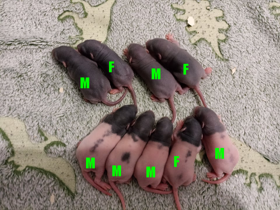 Ratons avec sexes.png