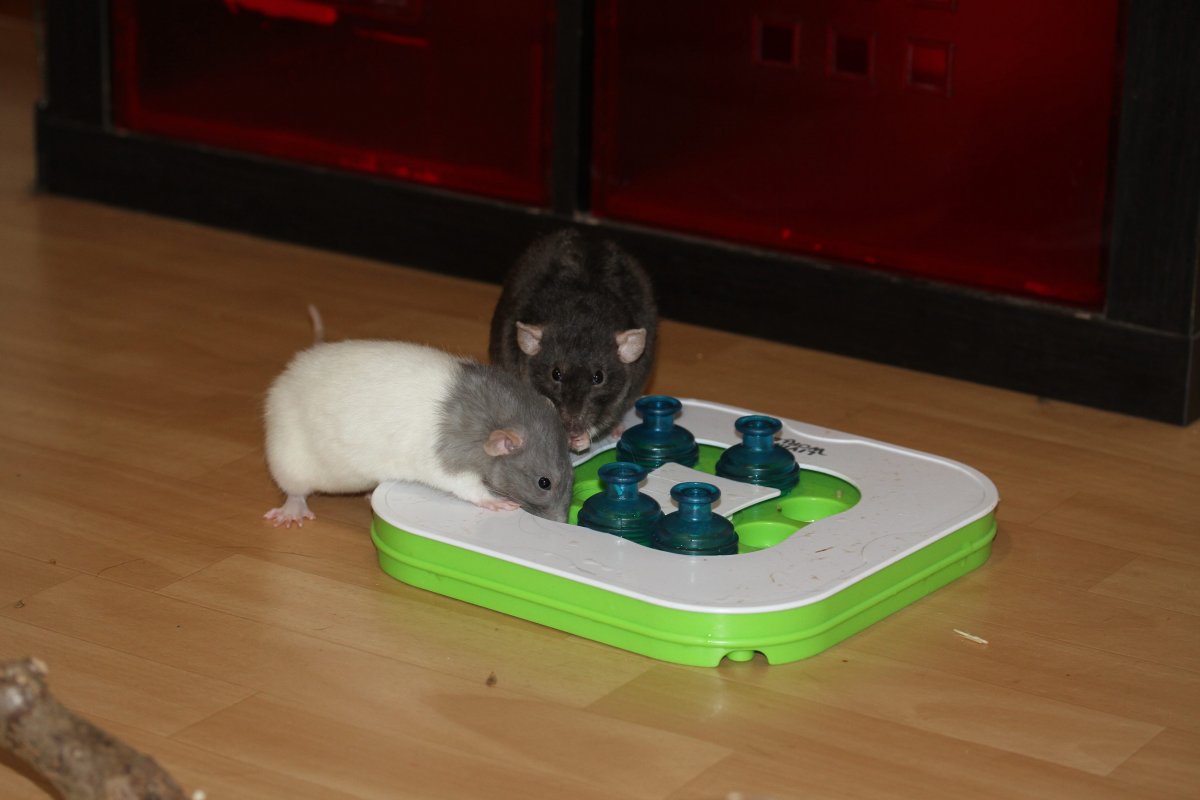 Rats cherchant dans un jeu de fouille