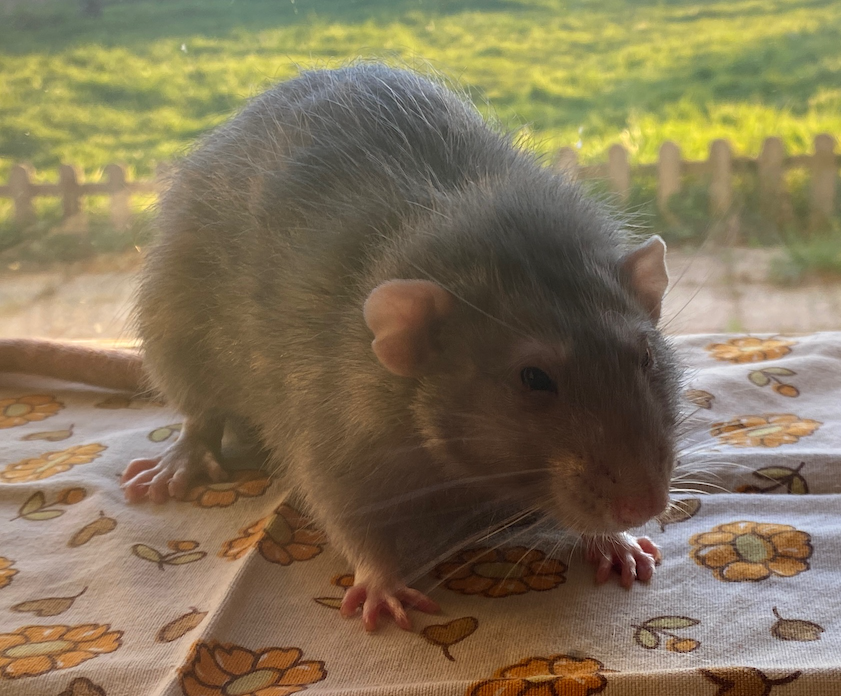 Élixir - 27.02.22.png