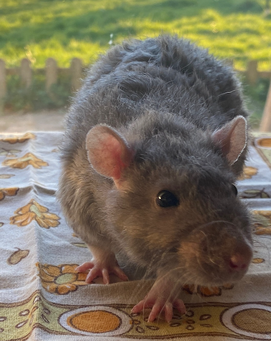 Jupiter - 27.02.22.png