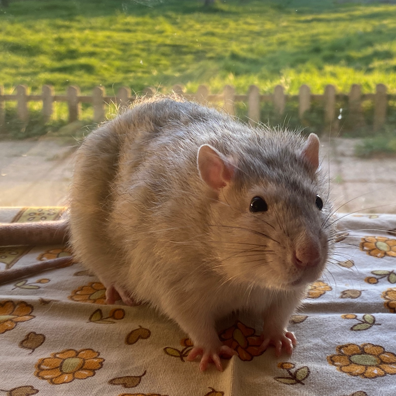 Flash - 27.02.22.png