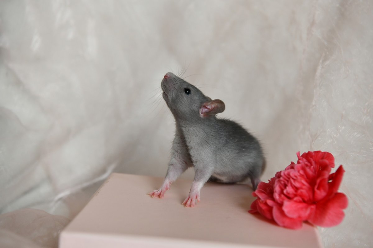 Sem4 M1 Balam 1.jpeg