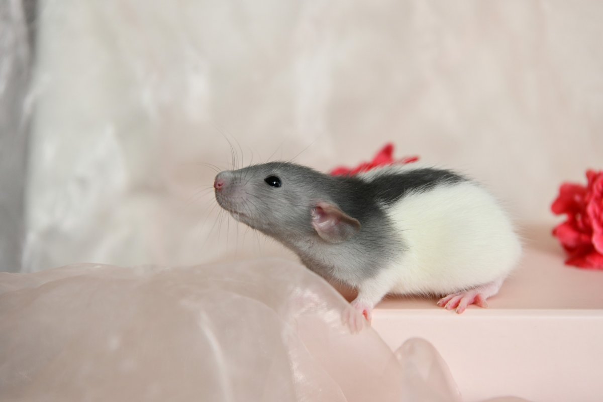 Sem4 F4 Kitsune 1.jpeg