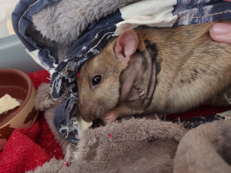 Artorias post op.jpg