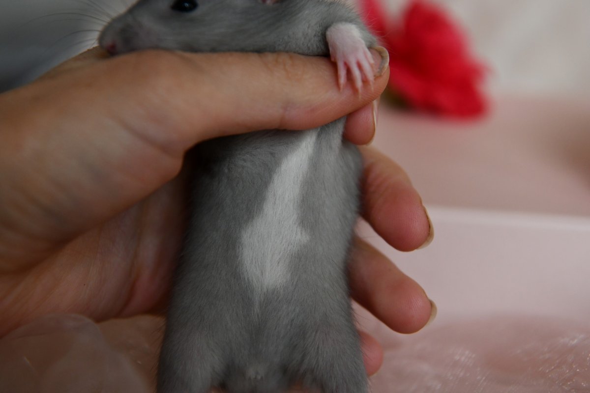 Sem4 M1 Balam 3.jpeg