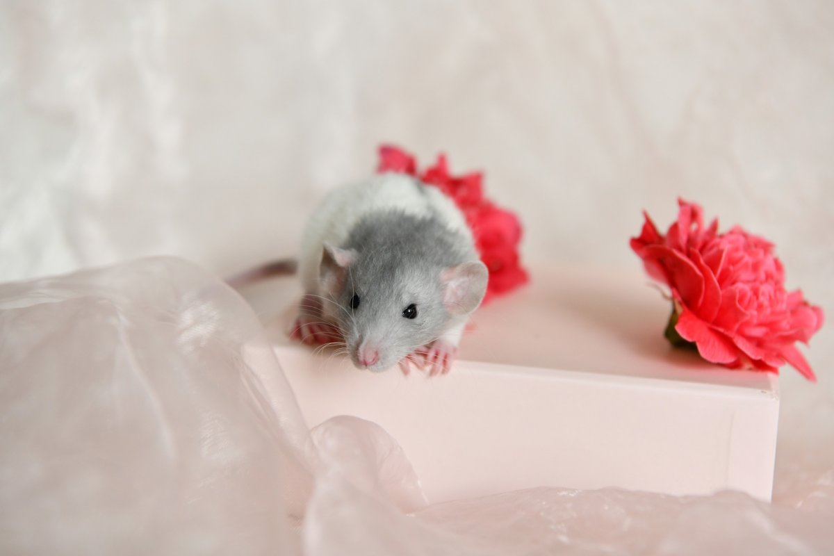 Sem4 F5 Naiad 1.jpeg