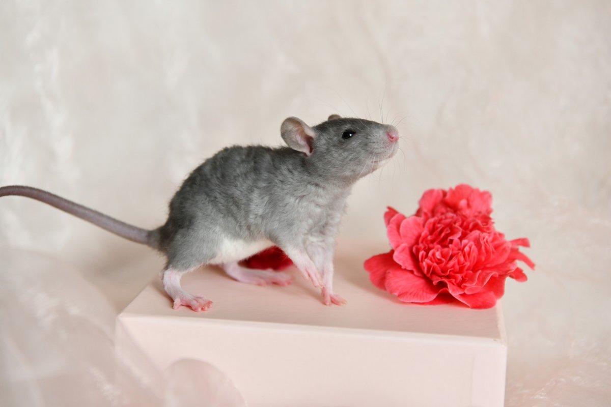 Sem4 F3 Willahara 1.jpeg