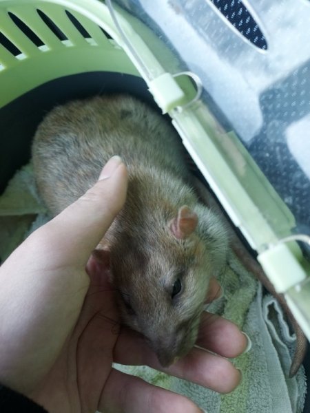 Artorias pré op.jpg