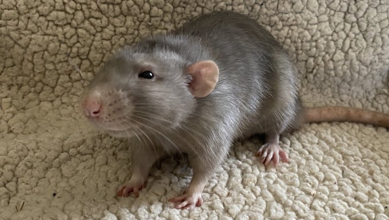 Élixir 20220330.jpg