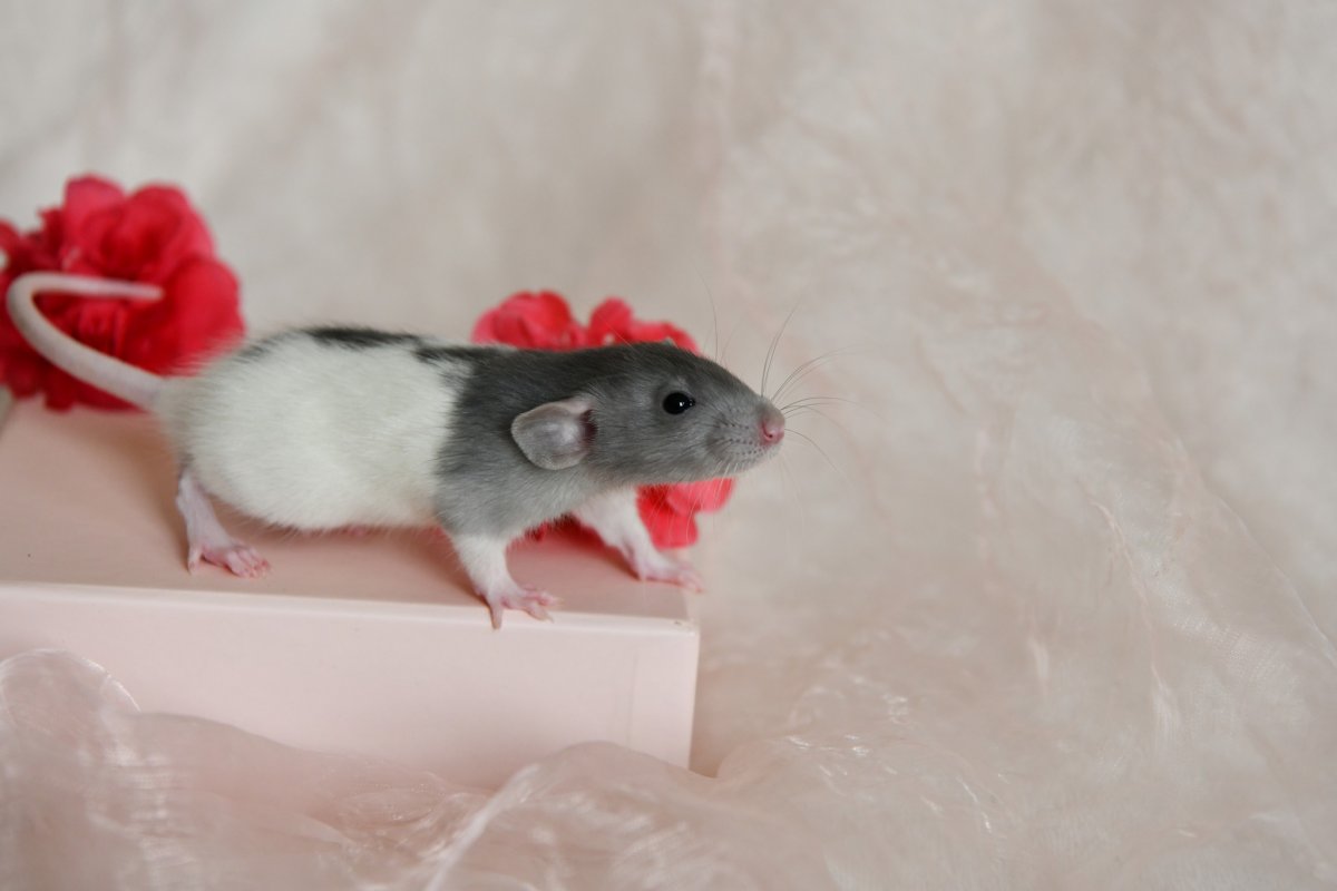 Sem4 M1 Reinigen 1.jpeg