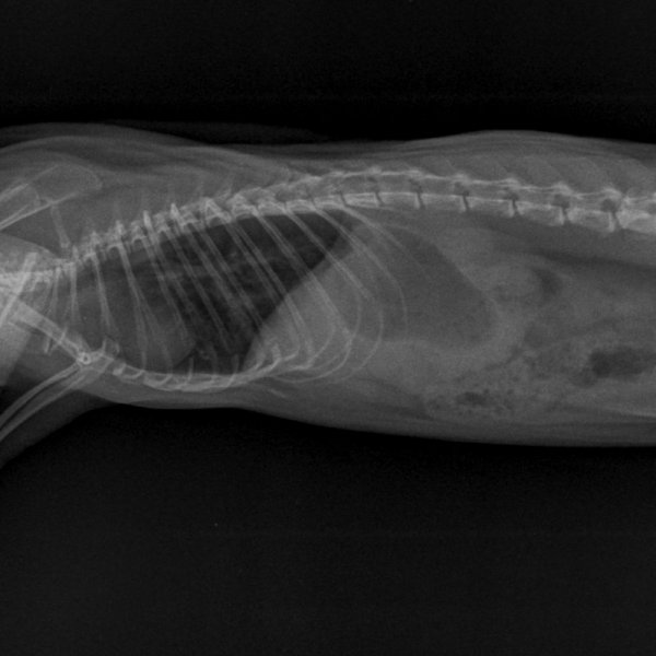 NAC-THORAX PROFIL-04_04_2022-14_56_20-547.JPEG