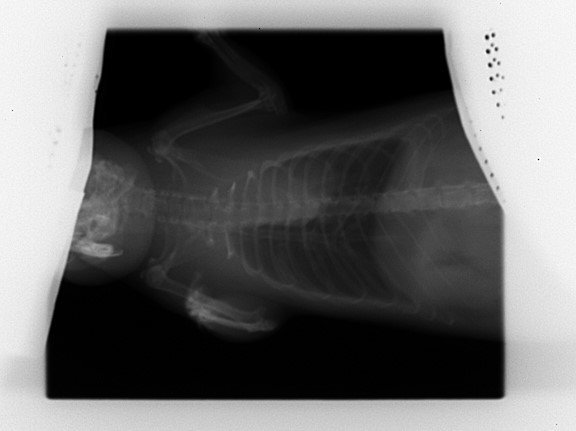 KISS 2022 01 03 (1).jpg