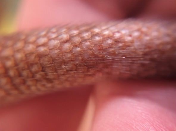 Bleu lisse - Loulou.jpg