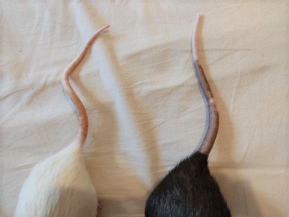 Queue unie et queue marquée - Te Ka.jpg