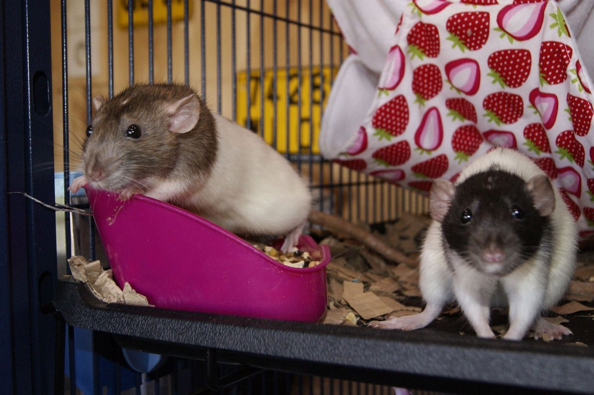 Interview Trésors de Smaug 5.jpg