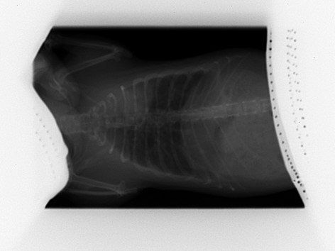 KISS 2022 05 25 (2).jpg