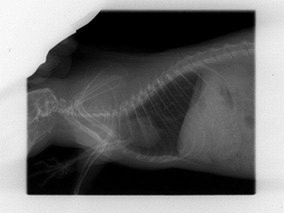 KISS 2022 01 03 (2).jpg