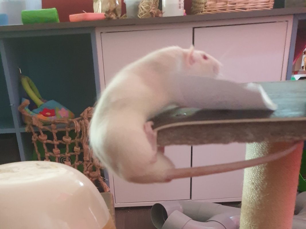 Balancier- Loulou.jpg