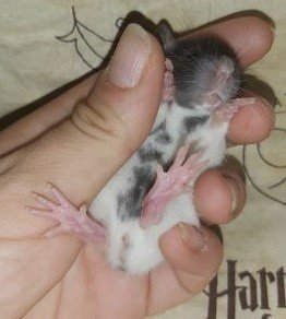 3 semaines - Les trésors de Smaug.jpg