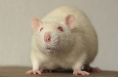 Screenshot 2022-07-20 at 10-48-11 L'Echo_des Sputniks_N°3_Juillet_2018.pdf.png