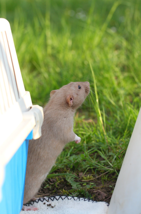 Rat dressé renifle.png