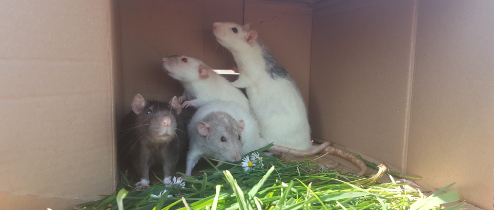 Rats dans cartons.png