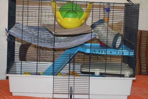 Accueillir un rat II quarantaine.JPG