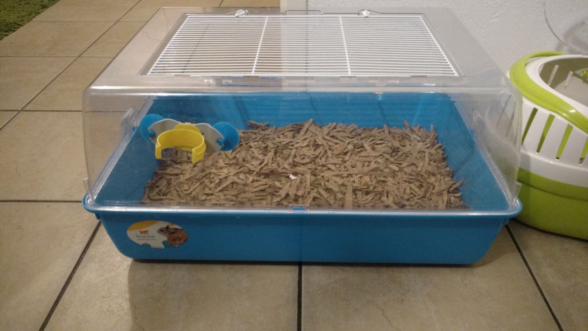 Accueillir un rat I (1).jpg