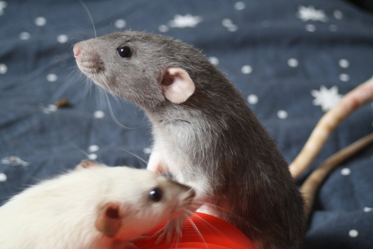 De bonnes fêtes de la part du Courts of Chaos! - Page 6 IMG_5662.JPG.de83bcc8a27f02201dab14e4bb21156c