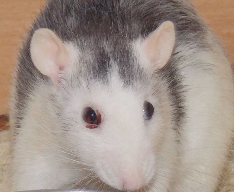 rat présentant de la porphyrine autour d'un oeil