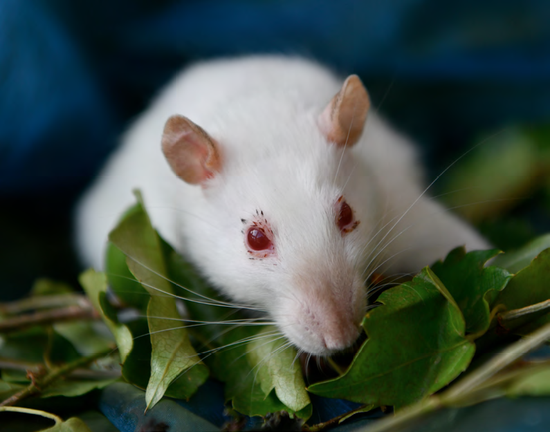 rat blanc avec de la porphyrine
