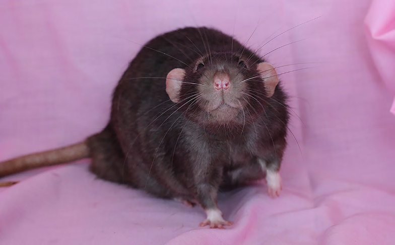 un rat originaire de chez Becaria